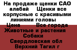 На продаже щенки САО (алабай ). Щенки все корпусные с красивыми линиями головы . › Цена ­ 30 - Все города Животные и растения » Собаки   . Свердловская обл.,Верхний Тагил г.